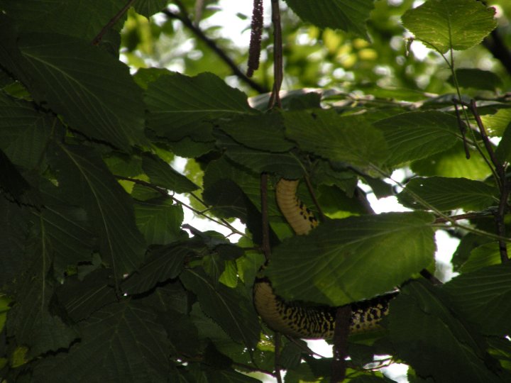 Hieropis viridiflavus...arboricolo